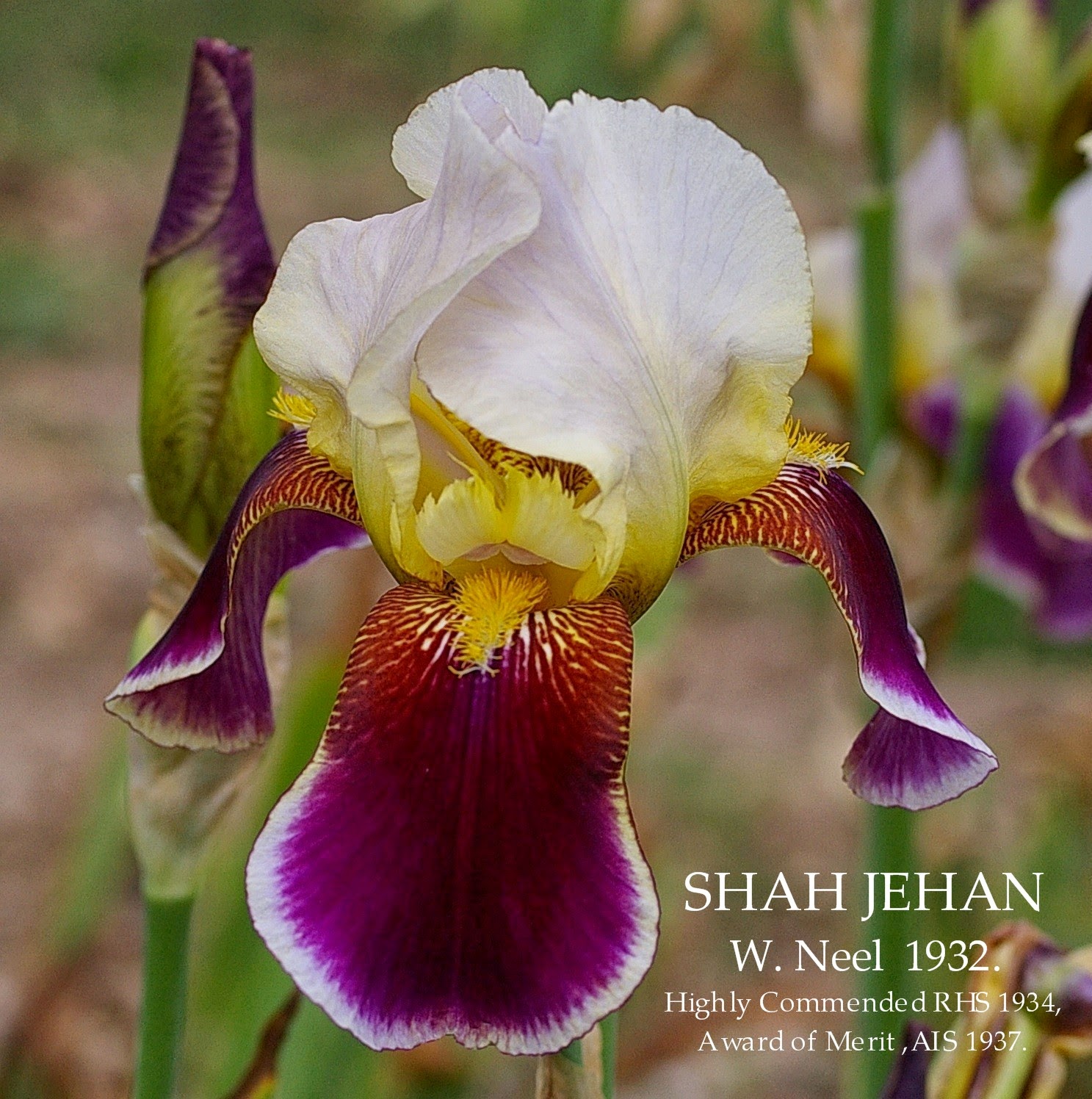 Historic Tall bearded Iris SHAH JEHAN HERITAGE IRISES