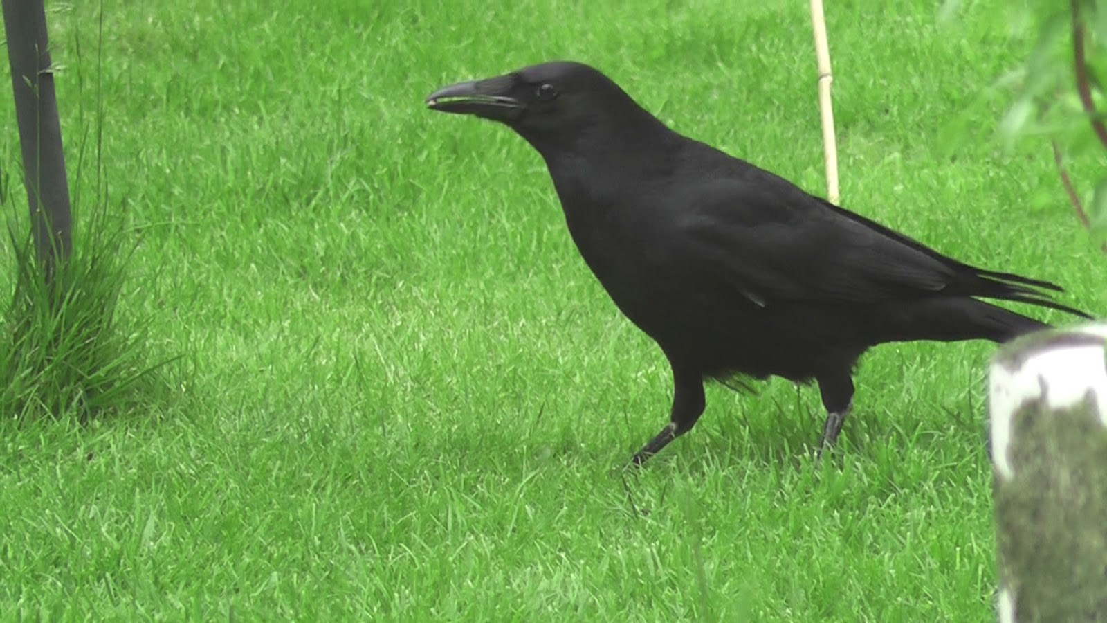 Animals and kids Birds in an English back garden Oiseaux dans les