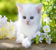 Cute And Funny Images Of White Kitten 8