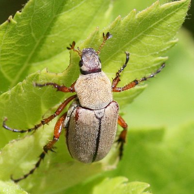 Plagas ~ Agronutrientes