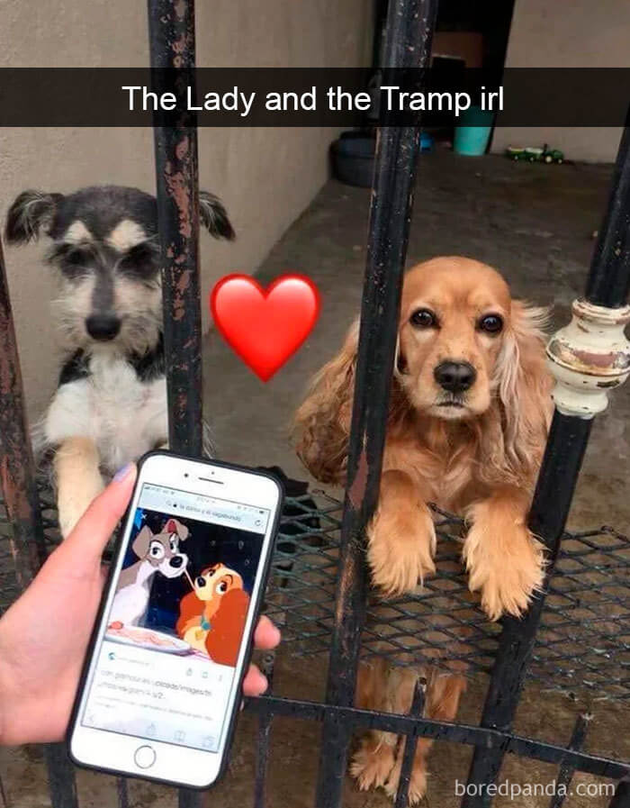 26 Hilariously Adorable Dog Snapchats 26 Hilariously Adorable Dog Snapchats