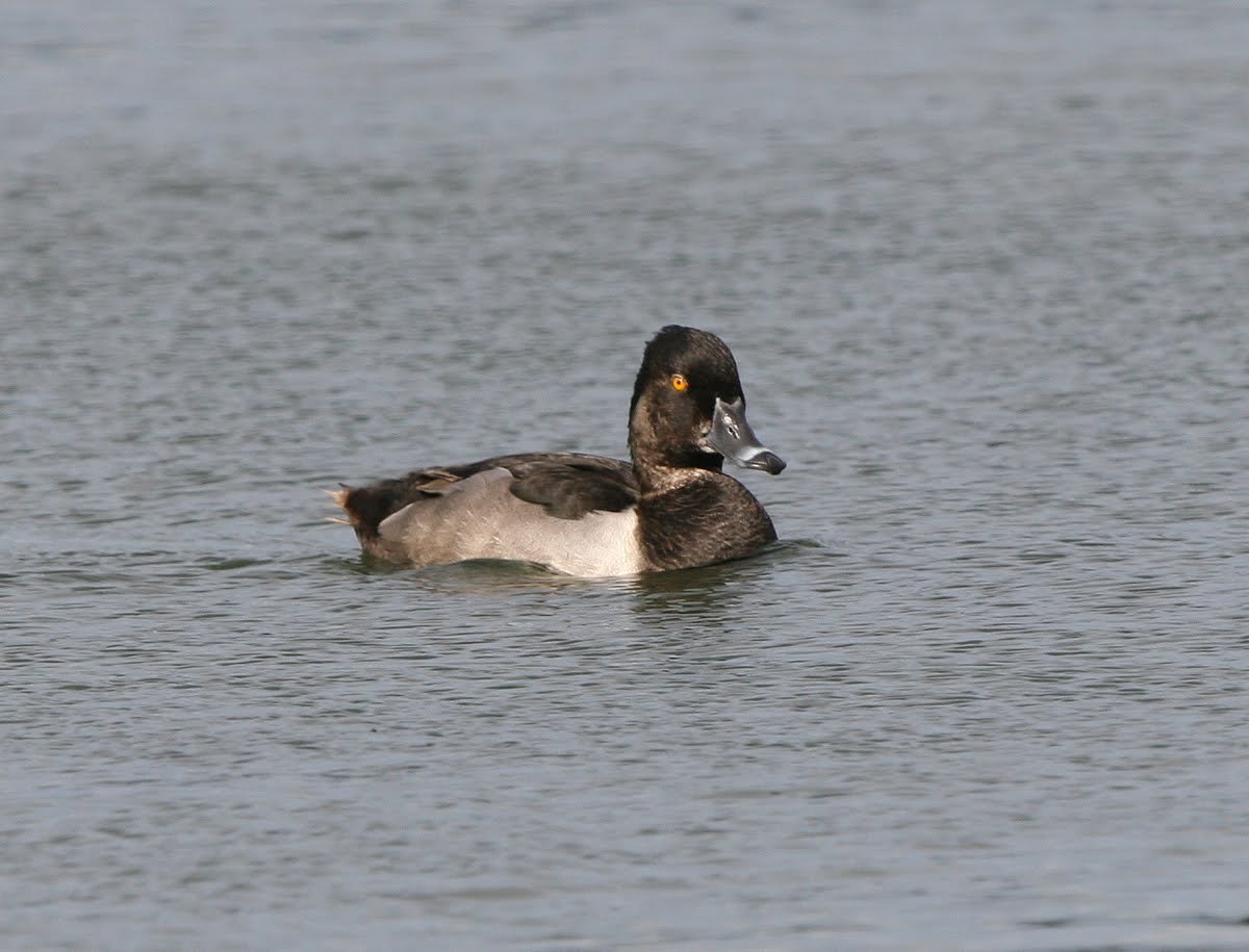 Ring Necked Duck (2009)