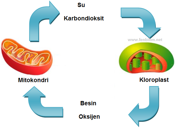 8 Sinif Enerji Donusumleri Konu Anlatimi Fenbilim Net