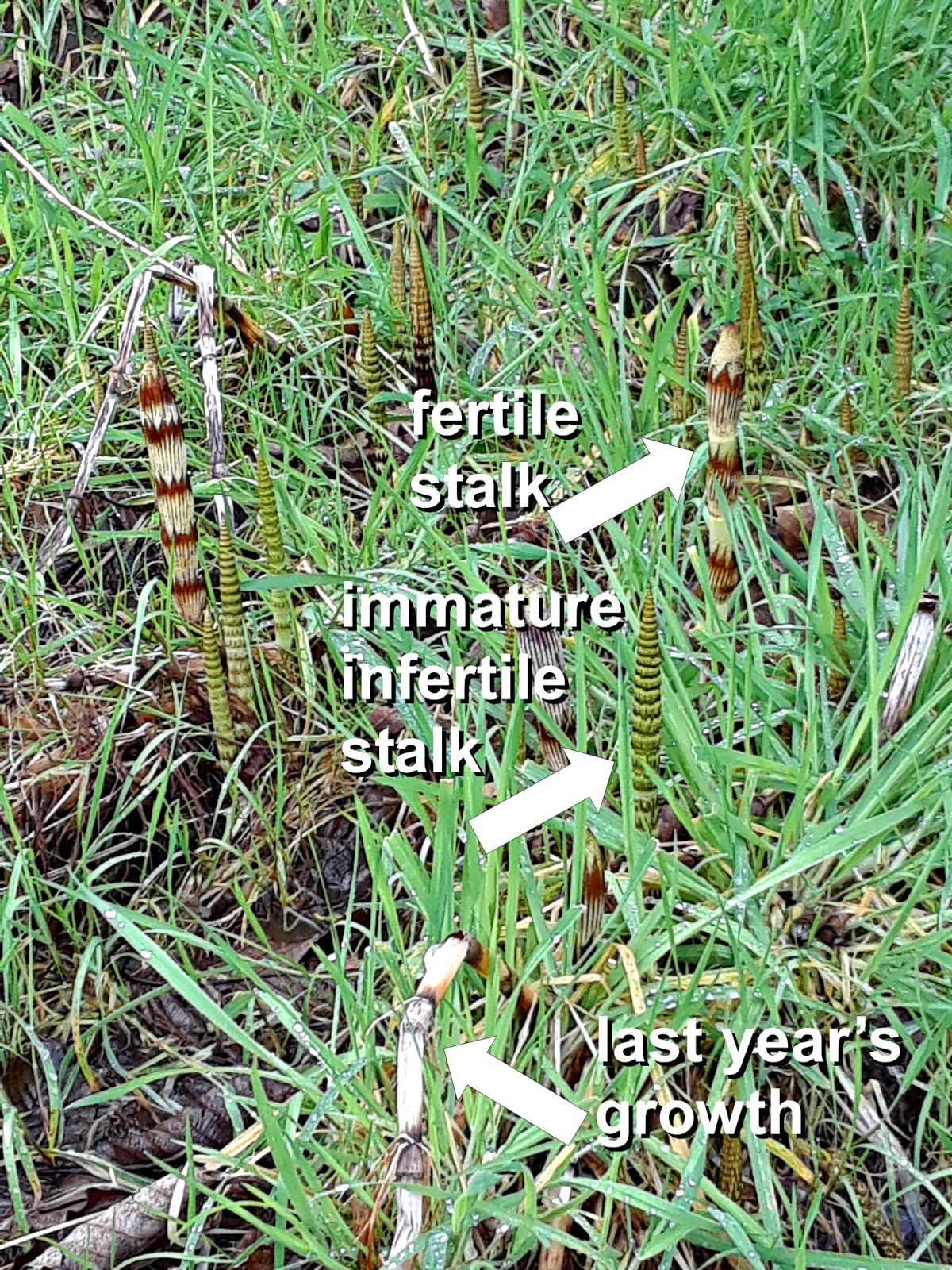 Foraging Horsetail for Food & Medicine Proverbs 31 Homestead