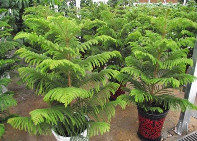 Seperti Inilah Ide Membuat Taman Hemat Air Seperti Inilah Ide Membuat Taman Hemat Air
