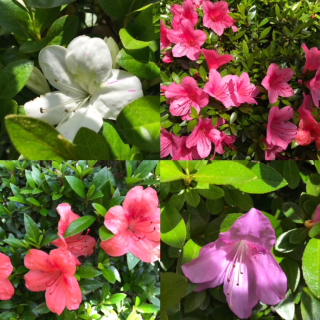 ドドナエアの見える窓 サツキの花