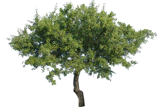 TREE PNG IMAGES PNG TREE PNG HD FREE PNG IMAGES PNG TREES HD TREE FULL