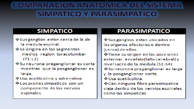 Cuadro Comparativo Del Sistema Simpático Y Parasimpático iraisahumadav.blogspot.com