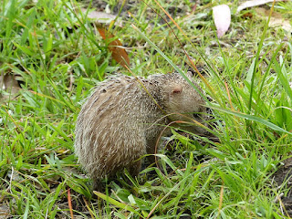 Tenrec ecaudatus - Tangue - Tengue Tenrec ecaudatus - Tangue - Tengue