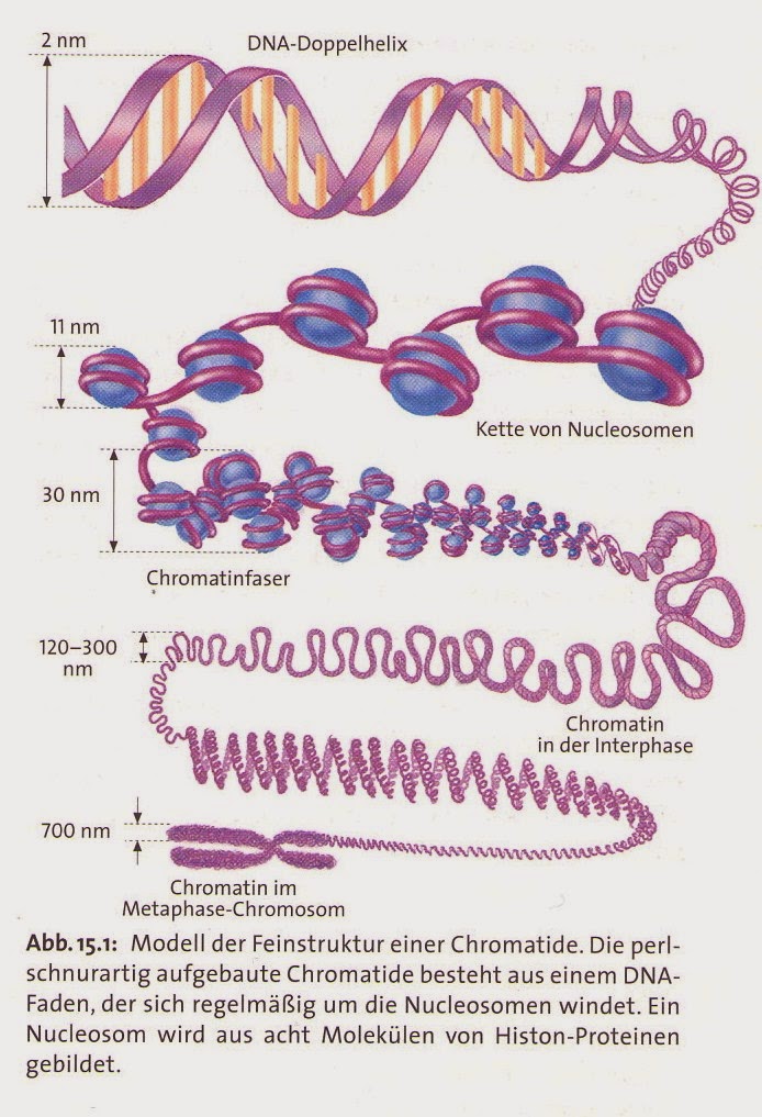 Allgemeines über die DNA