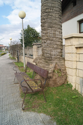 Árboles en Sopelana (Sopela)