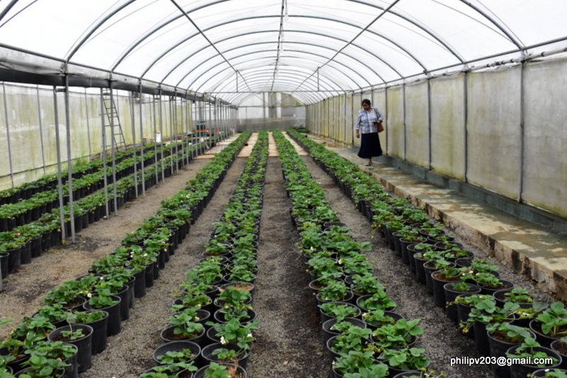 Images of Sri Lanka on Inside a strawberry growing plot