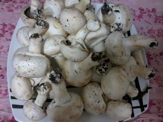 cogumelos de paris Receita de cogumelos de paris ao molho de queijo com filetes de vaca