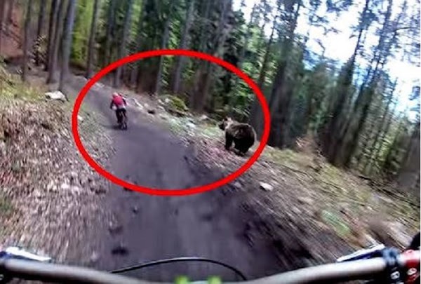 Oso persigue a ciclista y casi lo alcanza durante carreta en la montaña (VIDEO)