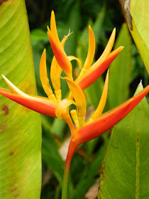 Heliconia psittacorum at Orchid World Barbados by garden muses-not another Toronto gardening blog