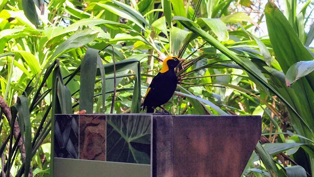 Taronga zoo images: yellow and black bird