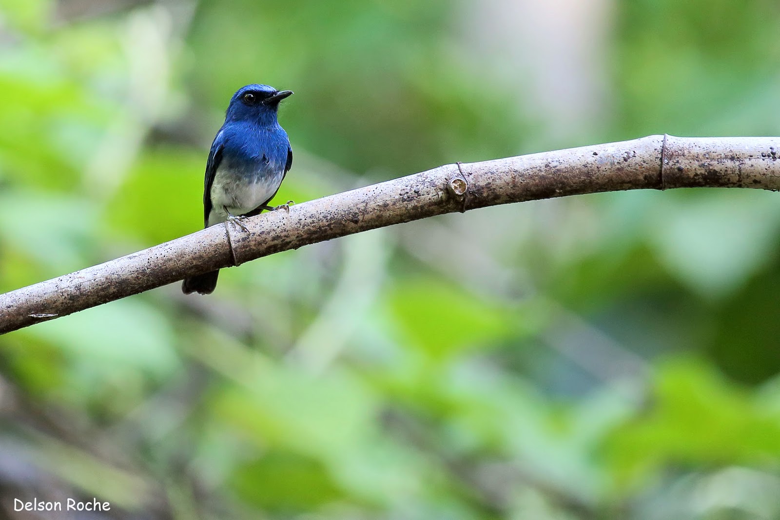 Friendly Animals Whitebellied Blue Flycatcher