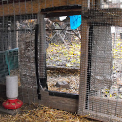 chicken coop addition