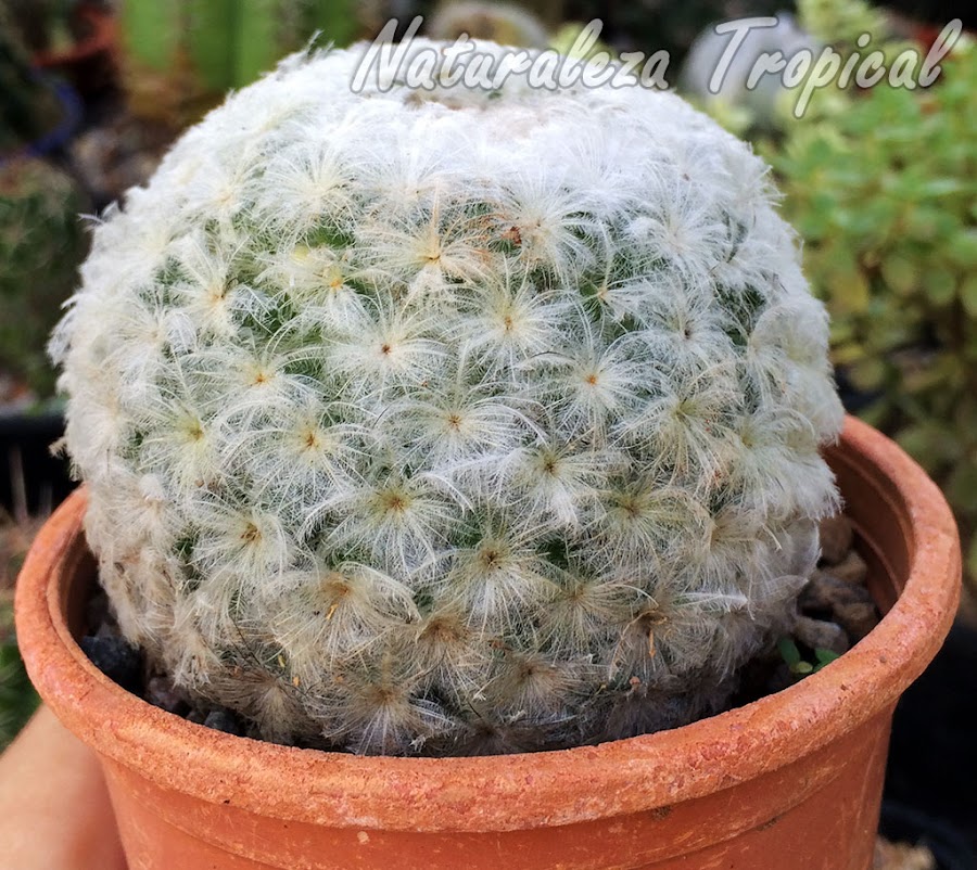 Fotografía del popular cactus Bola de Nieve, Mammillaria plumosa