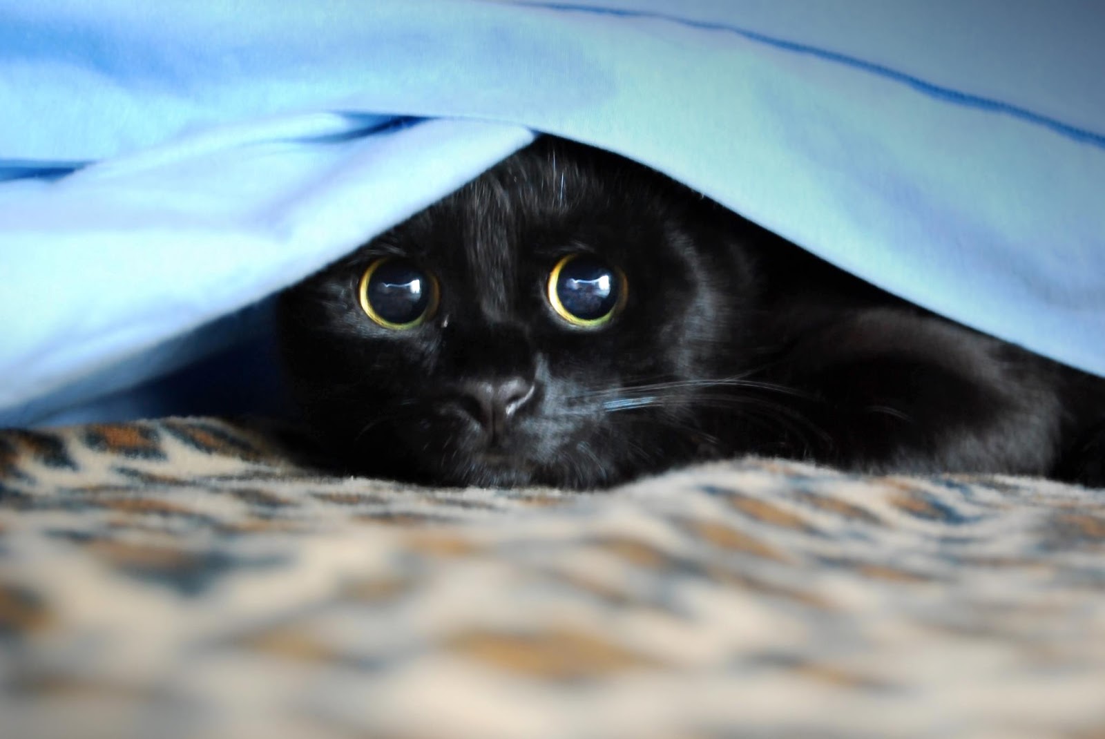 Risultati immagini per gatto nero dolce