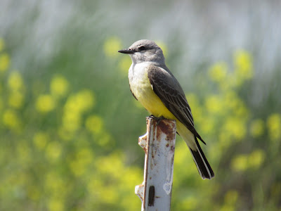 Gray Lodge Wildlife Area California birding hotspot