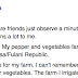 Abuja lady laments after cows destroyed her farm while their Fulani owners watched