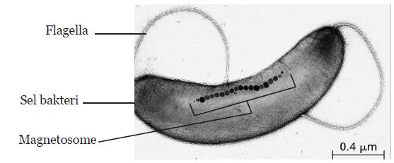 Definisi Migrasi Magnet Bumi Serta 5 Hewan Yang Bermigrasi Dengan Memanfaatkan Medan Magnet Bumi