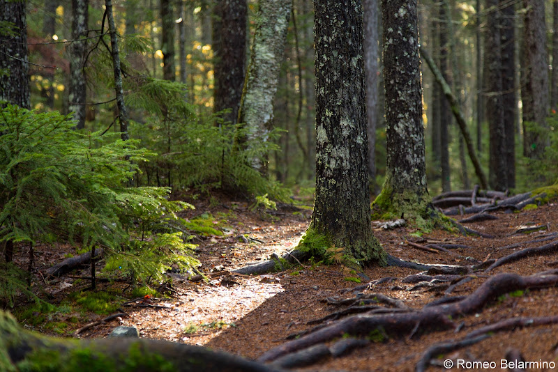 Borestone Mountain Base Trail Trees Maine Hiking Moosehead Pinnacle Pursuit