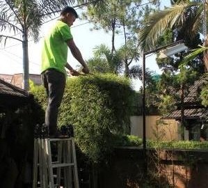 Jasa perawatan halaman taman rumah dan kantor | pangkas rumput dan