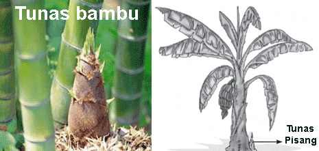 Pengertian Cara Perkembangbiakan Makhluk Hidup Hewan Dan Tumbuhan