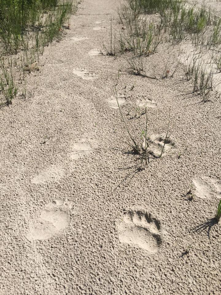 Cougar Tracks In Sand