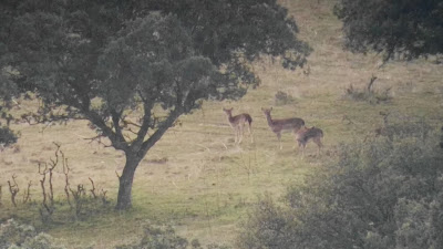 Ciervas, Cervus elaphus, Madrid, El Pardo, Manzanares, excursión, guía, Parques periurbanos.