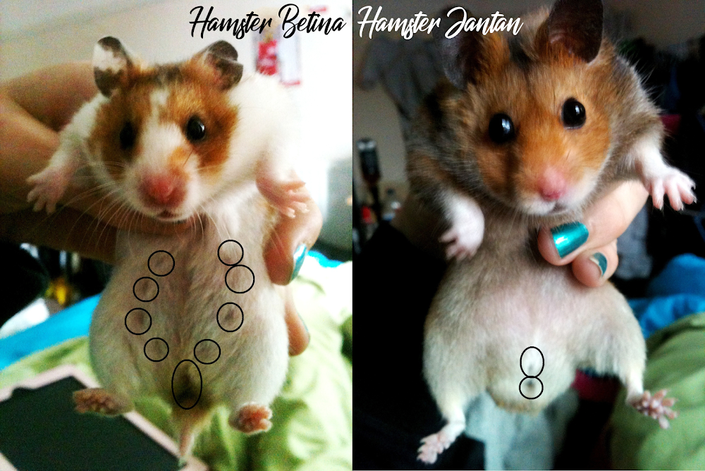 √ Cara Gampang Membedakan Jenis Kelamin Hamster Belajar Belajar Wirausaha