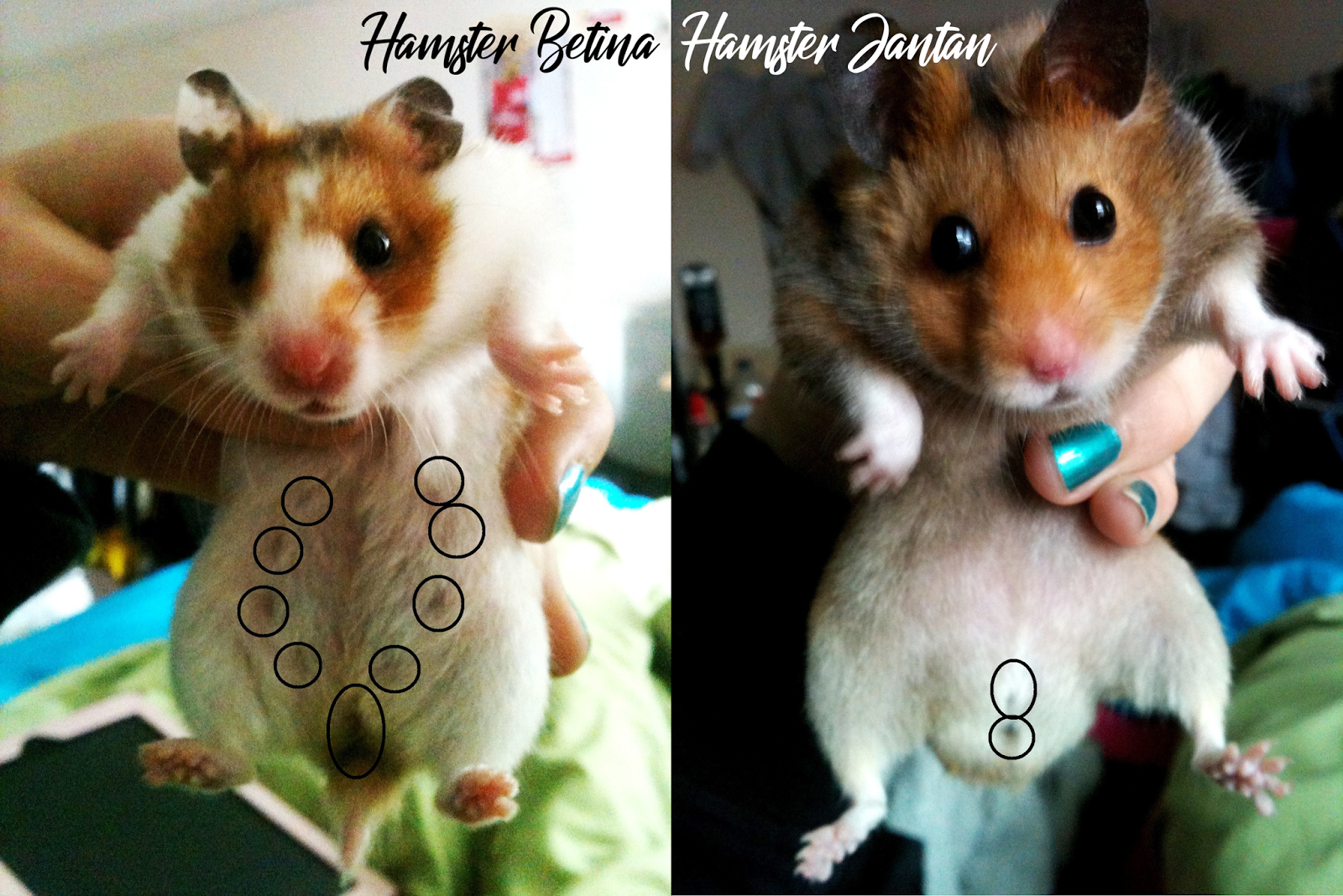 Cara Mudah Membedakan Jenis Kelamin Hamster Pintar Amp