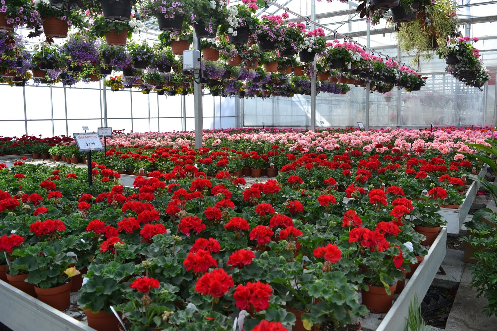 Grand Bend and Area Horticultural Society Blog Shopping at Westland