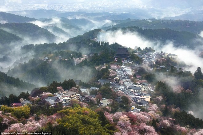 [Image: Mua-hoa-anh-dao-o-Nhat-Ban-va-Han-Quoc-11.jpg]