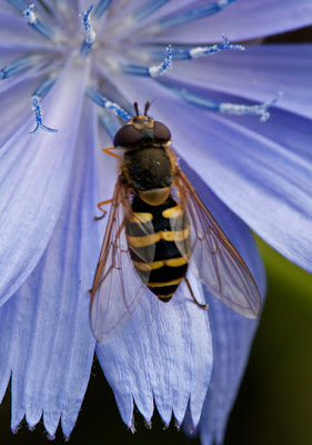 A wasp-mimic Hover Fly perrched on a vivid blue Chichory flower