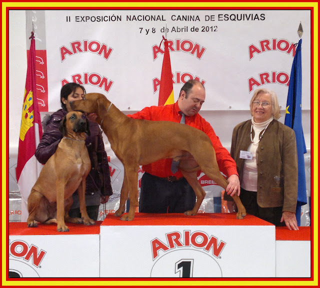 Rhodesian Ridgeback. Jr. Ch. Aresvuma Ha-Shah (propiedad de La Muela de Cortes) y Blondy de La Muela de Cortes