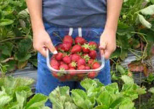 Cara Menanam Strawberry Di Dalam Pot Agar Cepat Berbuah Ba Cara Menanam Pohon Strawberry Di Pot