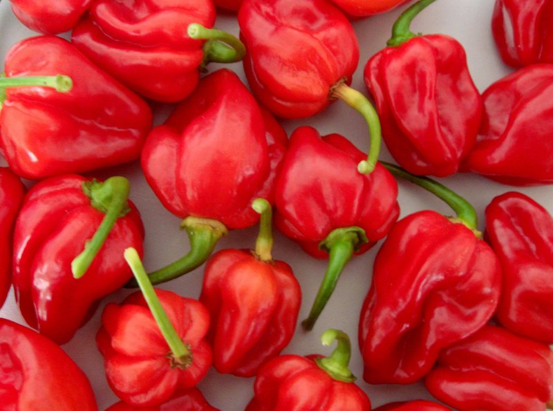 Habanero Vietnam Chili Peppers