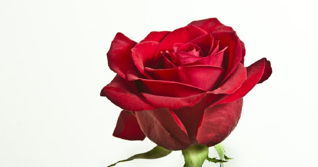 Scientific Name of Rose Gulab ka vaigyanik name गुलाब का वैज्ञानिक