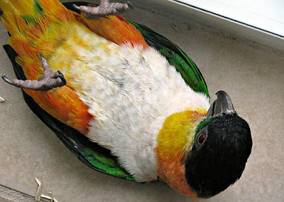 Upside down Caique parrot