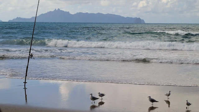 Seagulls looking at a fishing pole on the beach at Mangawhai Heads on the drive from Auckland to Paihia in the Bay of Islands New Zealand