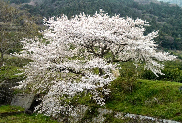 Gambar Pemandangan Terindah Di Jepang