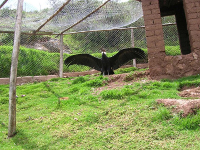 zoo mundo andino