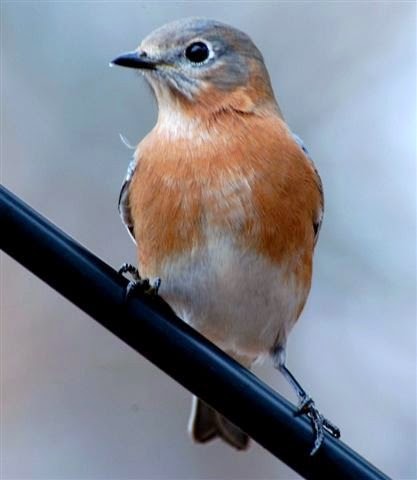 "Bird Poop" of north Texas: Now is the time to start attracting Bluebirds