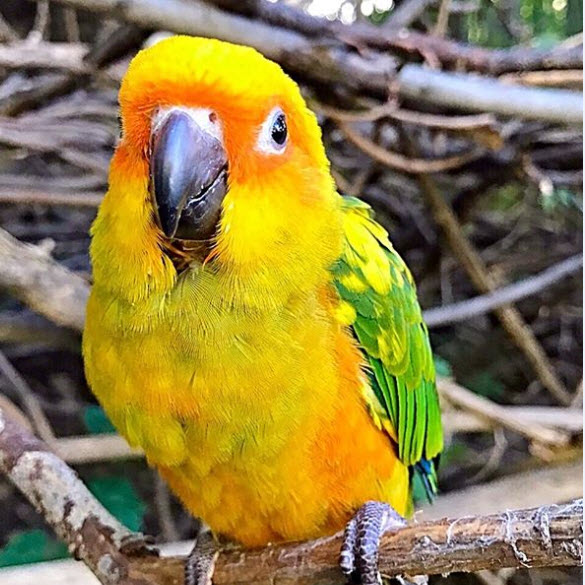 sun conures