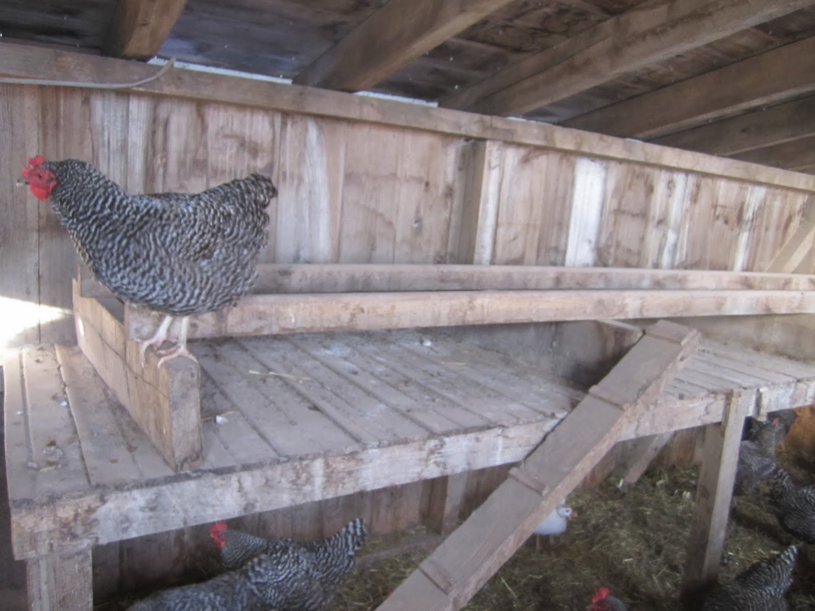 Princeton Nature Notes Chickens at Howell Living History Farm