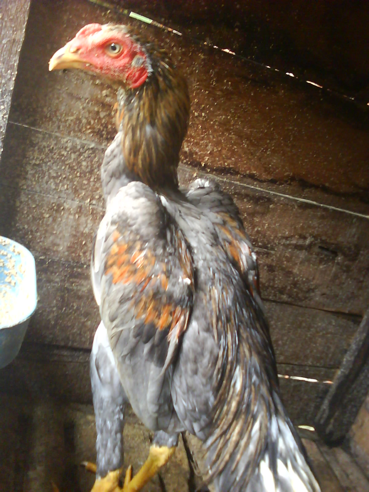 Juragan Ayam Jenis Ayam Bangkok Dari Warnanya