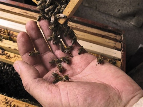 honey bees on beekeepers bare hand